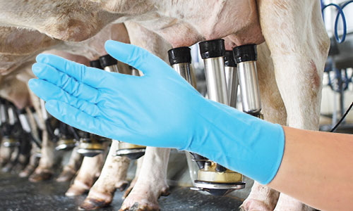 Milking Gloves